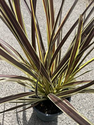 Cordyline Electric Flash 5 L Pot