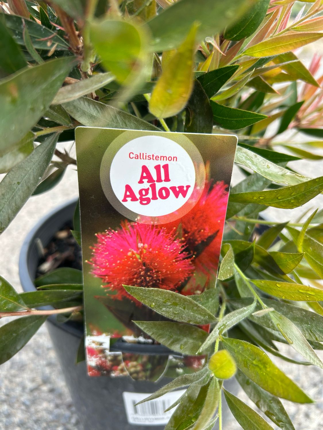 Callistemon All Aglow 5 L Pot