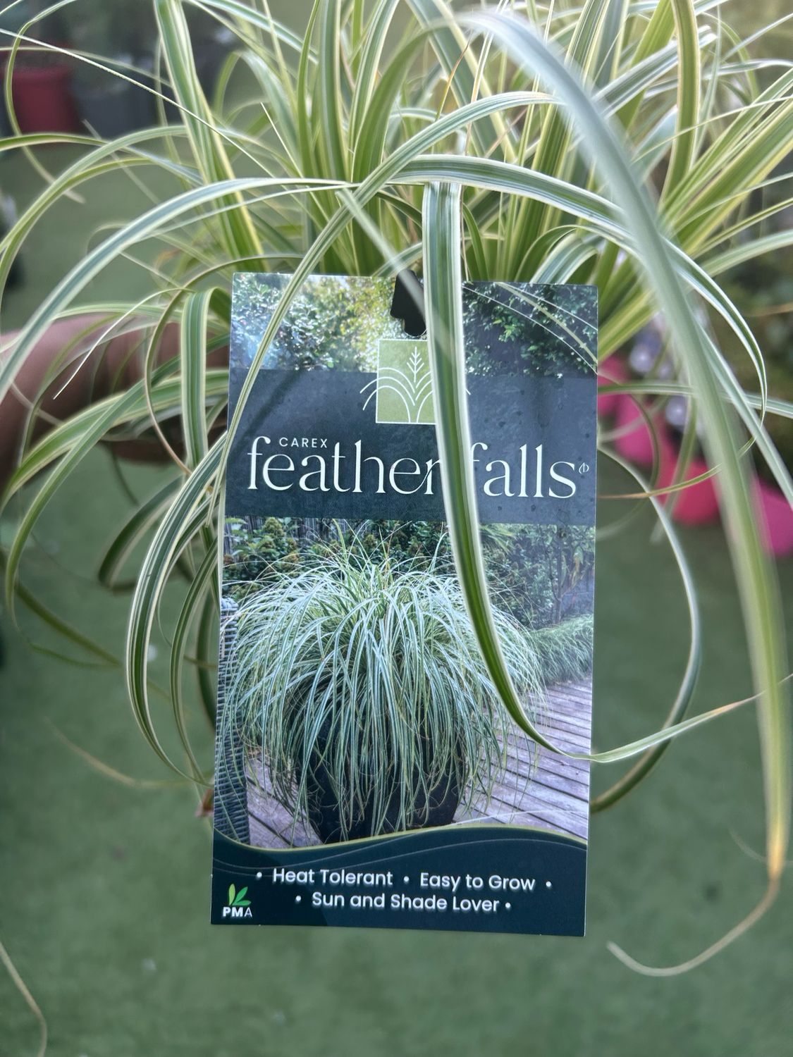 Carex Feather Falls 1.4 L Pot