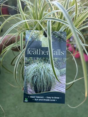 Carex Feather Falls 1.4 L Pot