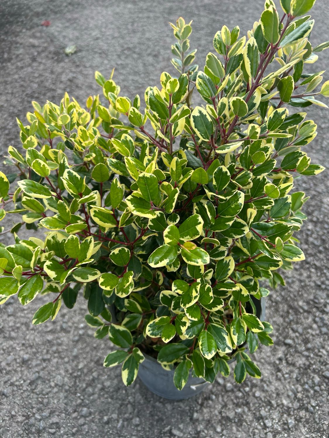 Metrosideros Cream Ridge 5 L Pot