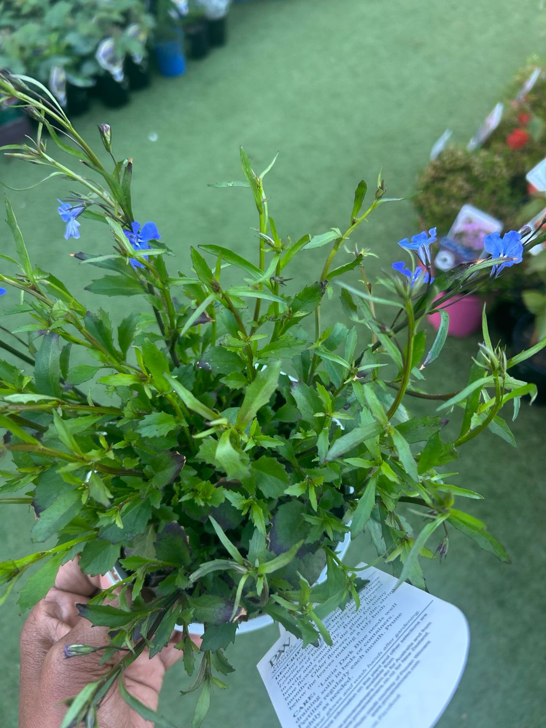 Lobelia Lucia Dark Blue 1.4 L Pot