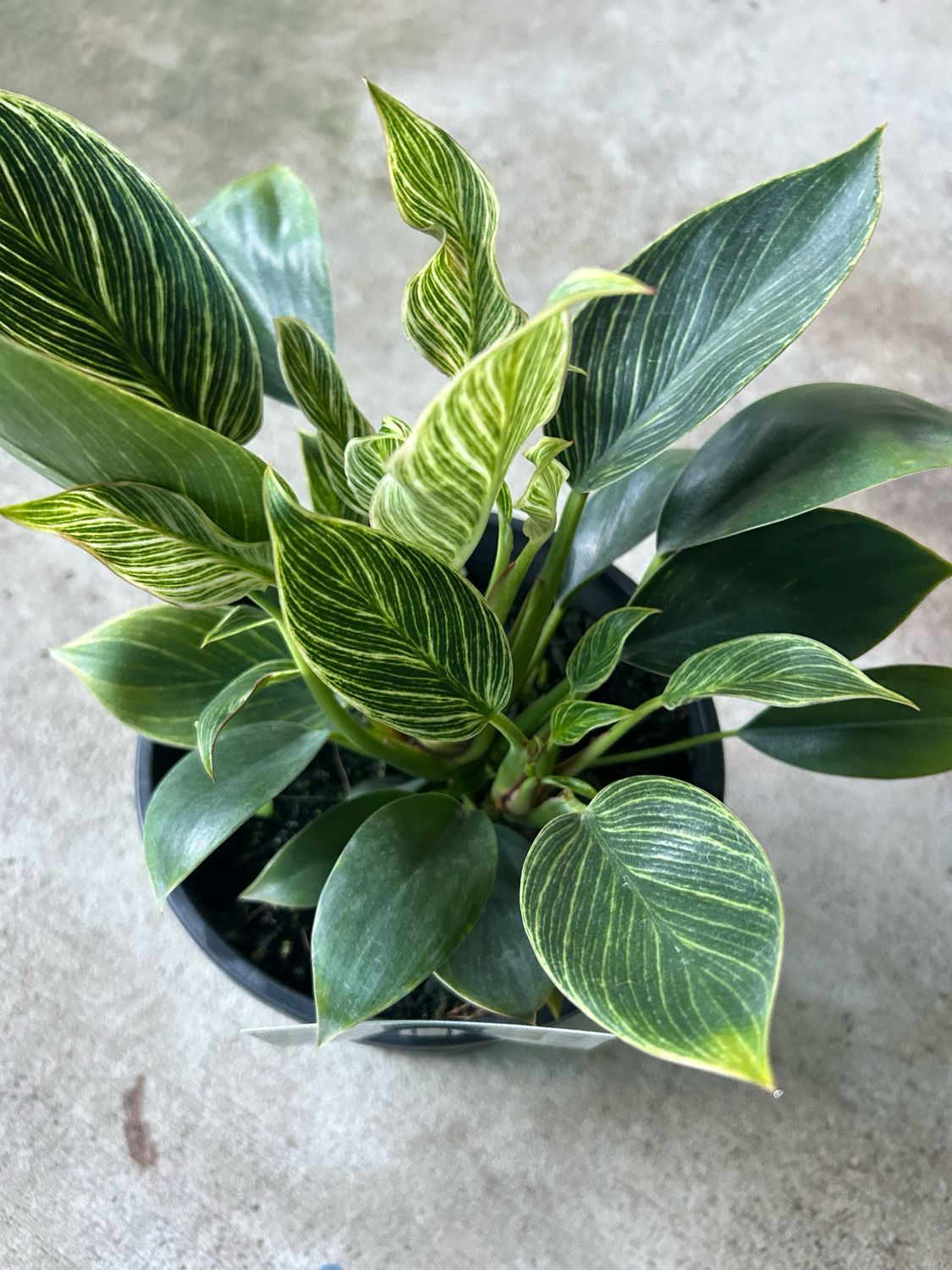Philodendron Birkin 5 L Pot