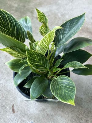 Philodendron Birkin 5 L Pot