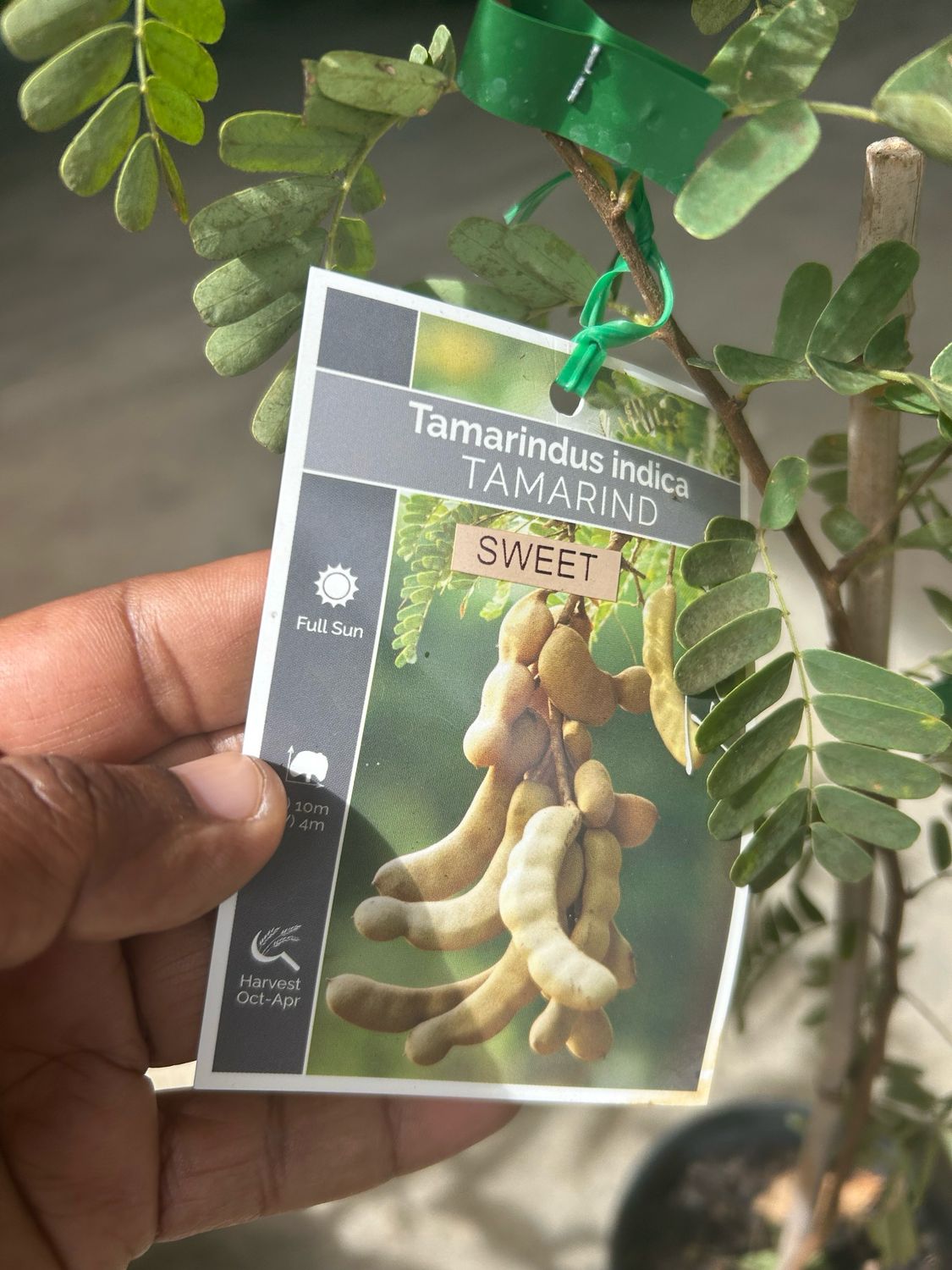 Sweet Tamarind 1.4 L