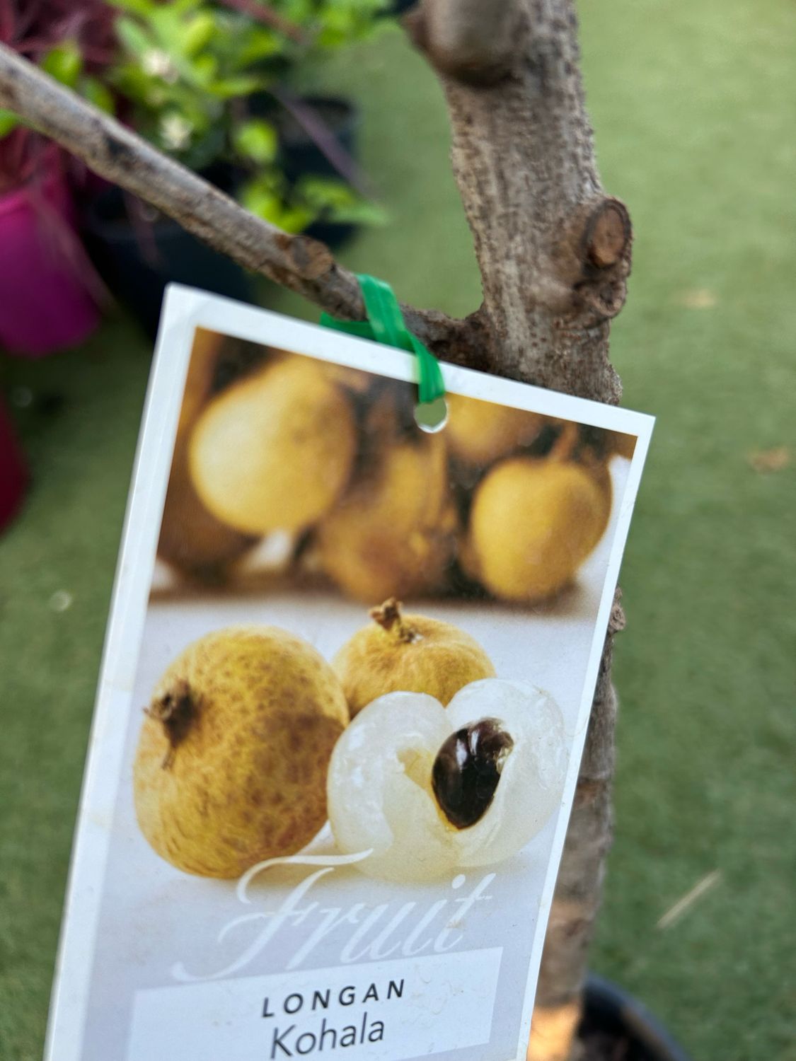 Longan Kohala 3.5 L Pot