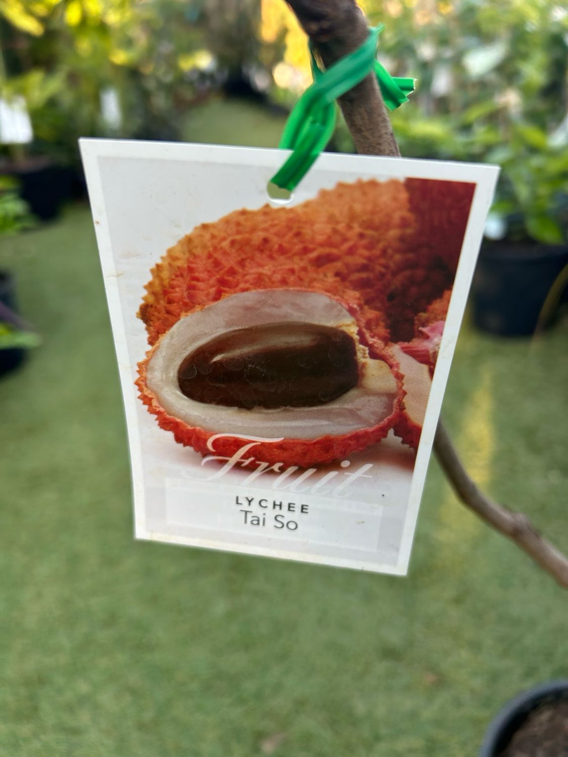 Lychee Tai So 3.5 L Pot