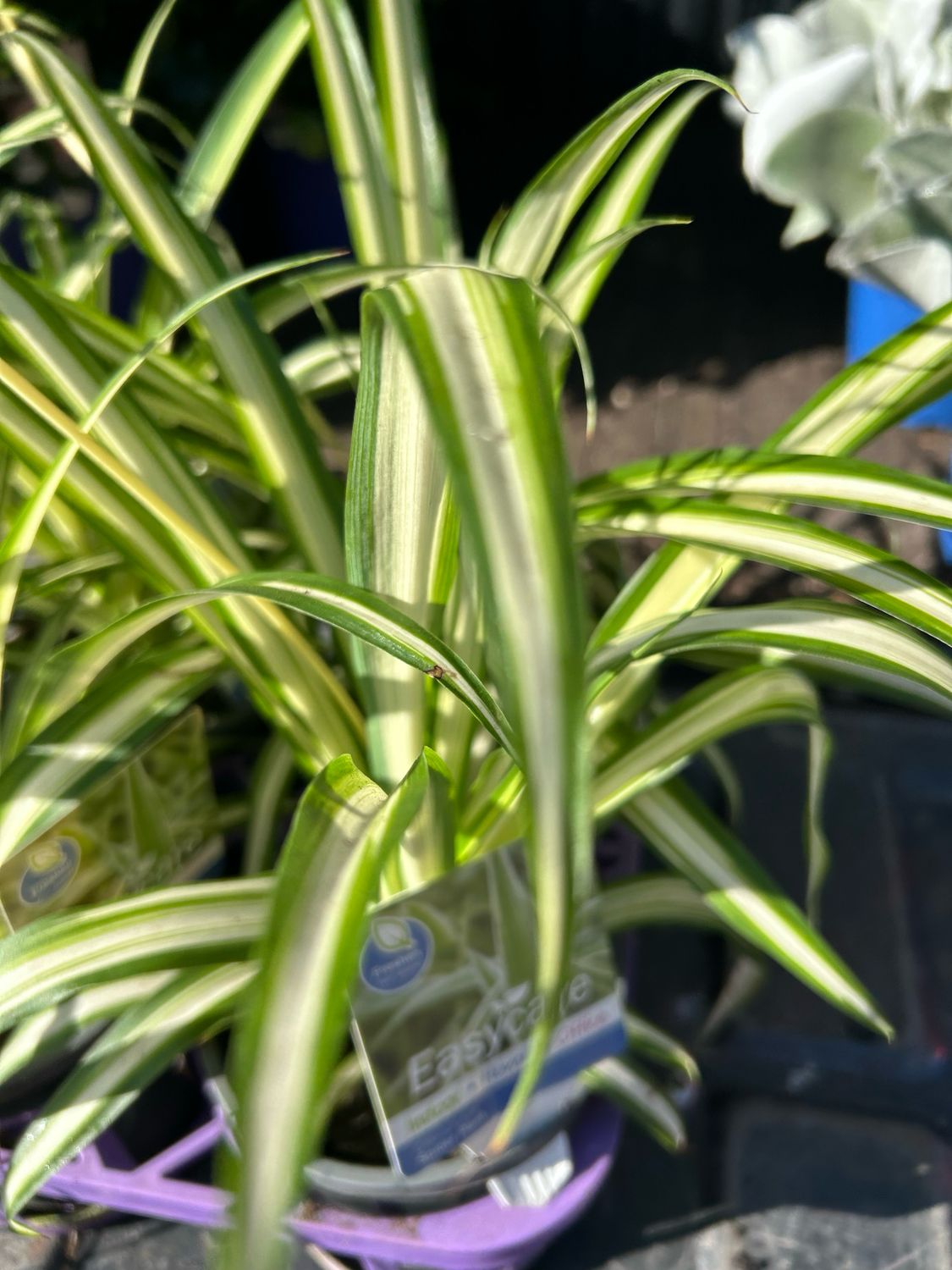 Spider Plant 1.3 L Pot