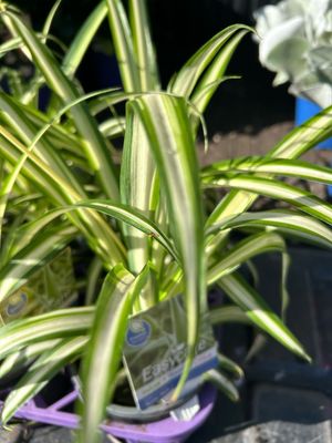 Spider Plant 1.3 L Pot