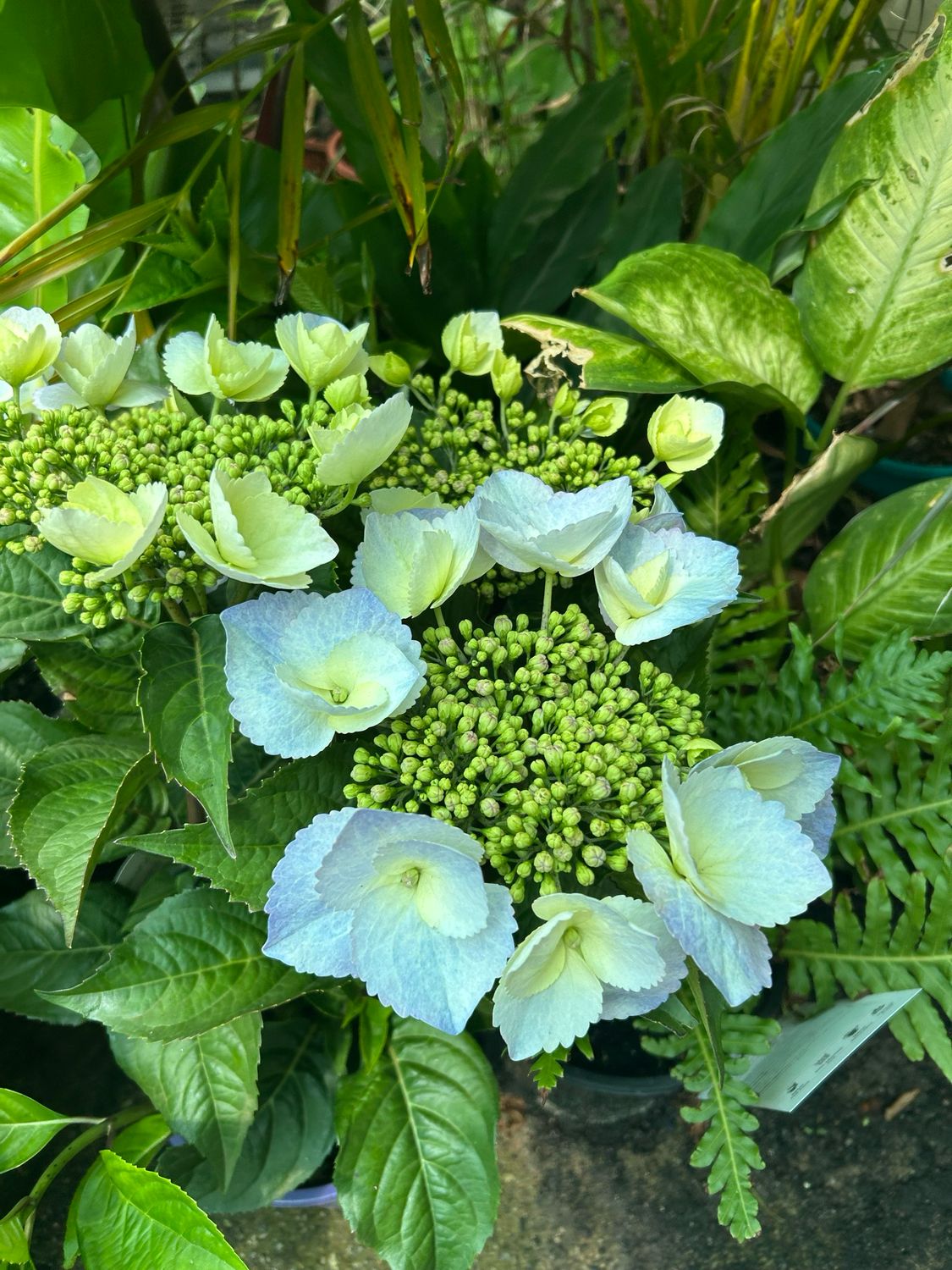 Hydrangea Blue 4 L Pot