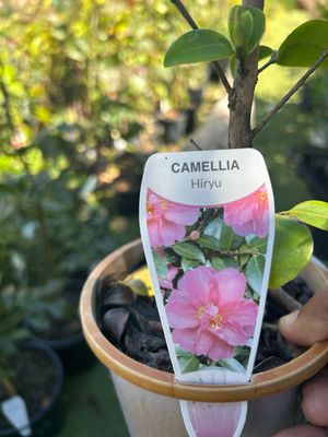 Camellia Hiru 1.4 L Pot