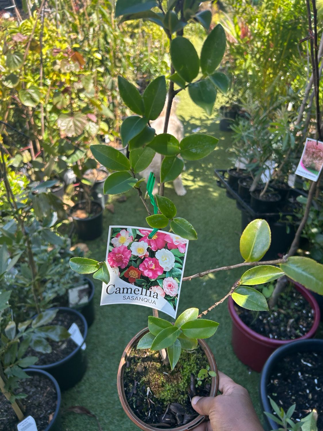 Camellia Sasanqua 1.4 L Pot