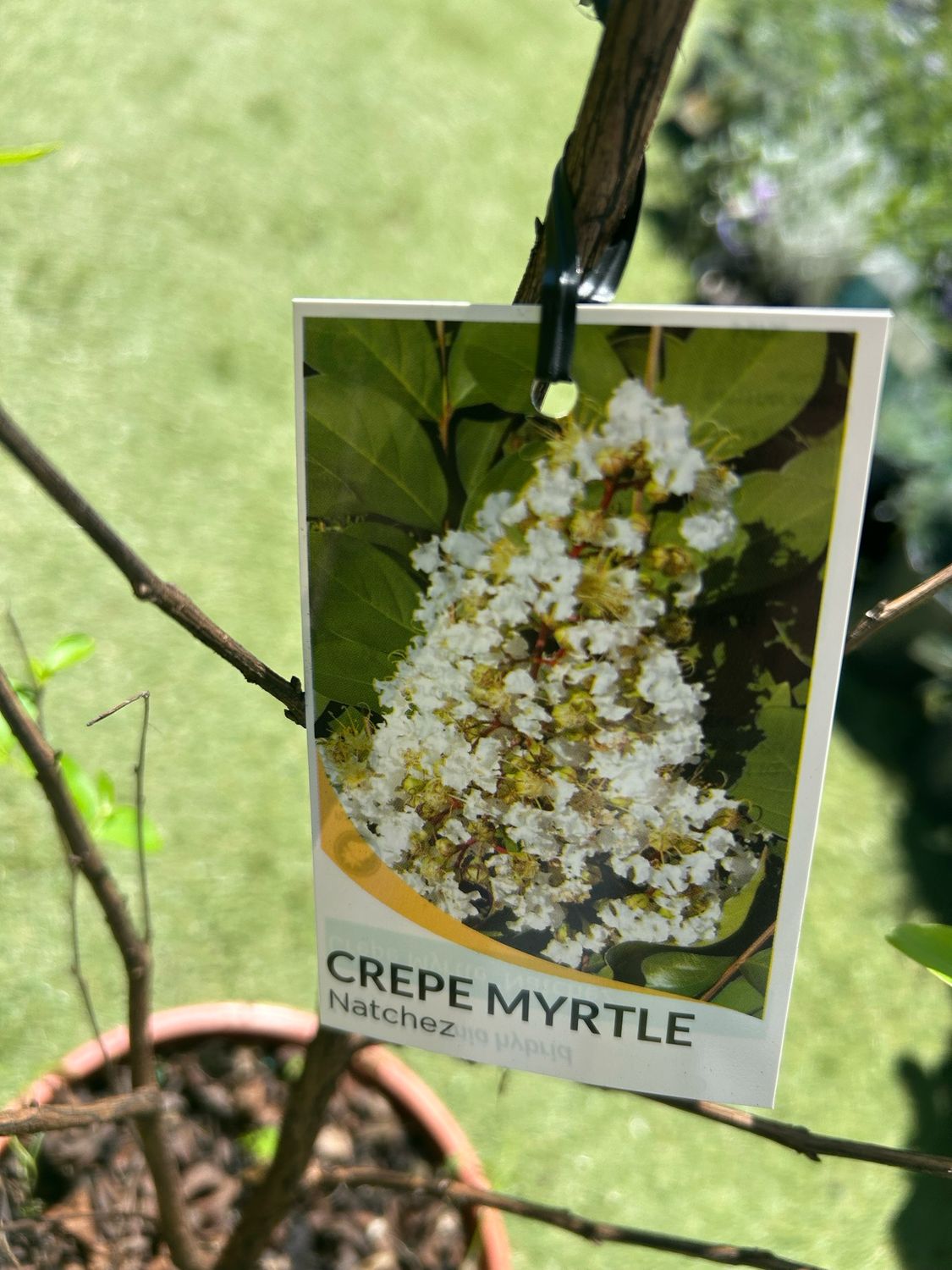 Crepe Myrtle White 5 L Pot