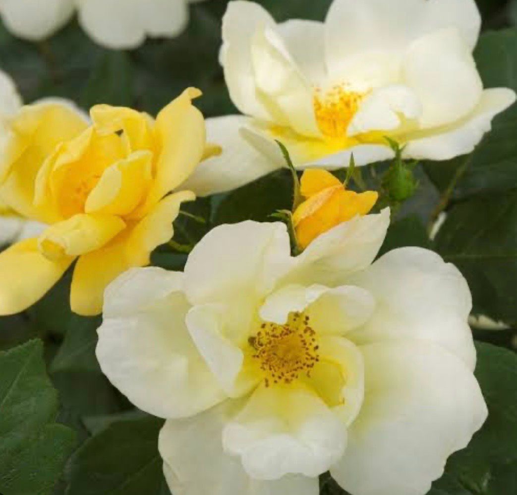 Rose Knockout Sunny 4 L Pot