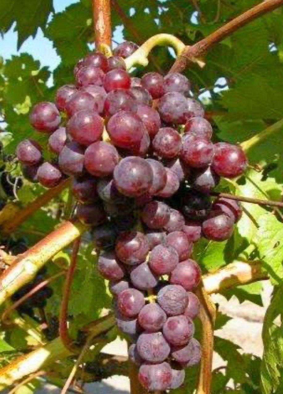 Grape Flame Seedless 5 L Pot