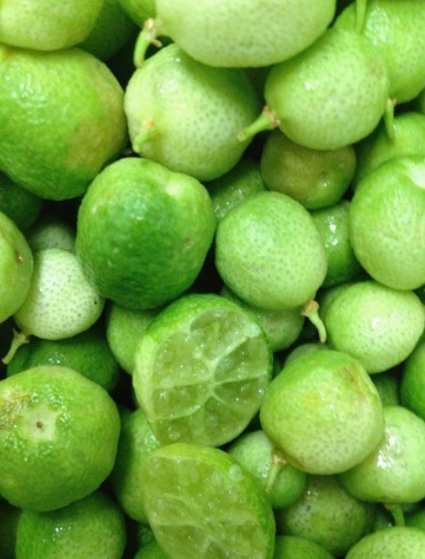 Desert Lime 4 L Pot