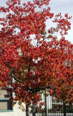 Chinese Tallow Tree 5 L Pot