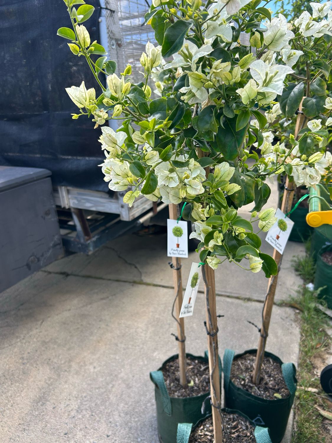 Bougainvillea White Standard 12 L Bag