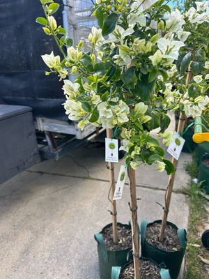 Bougainvillea White Standard 12 L Bag