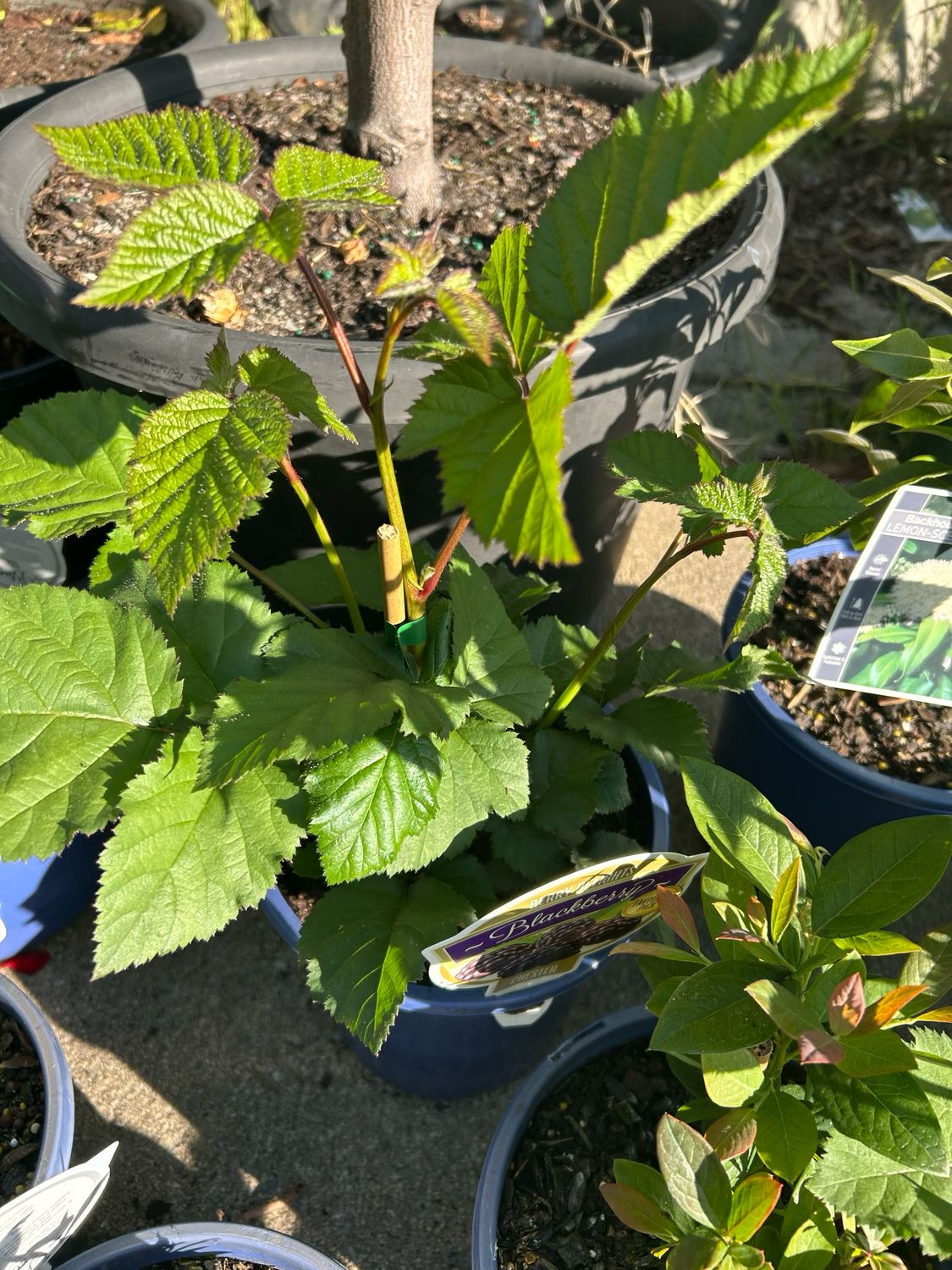 BlackBerry Chester 3.5 L Pot