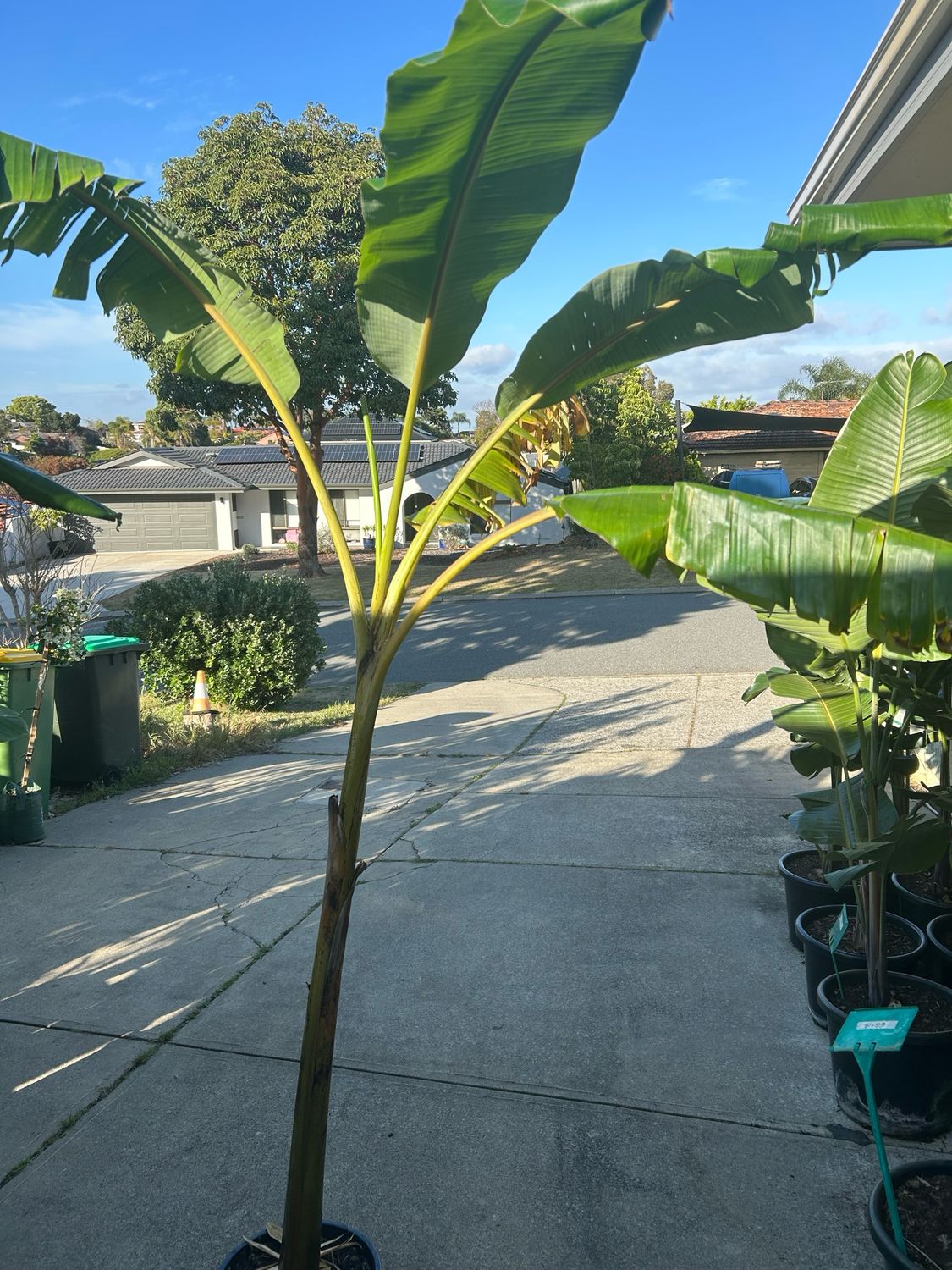 Blue Java Banana 14 L Pot Size