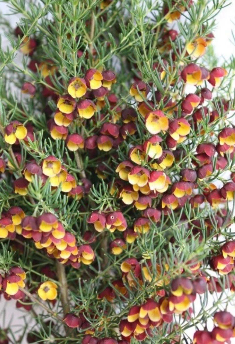 Boronia Megastigma 3.5 L Pot