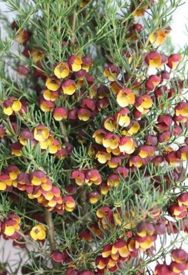 Boronia Megastigma 4 L Pot