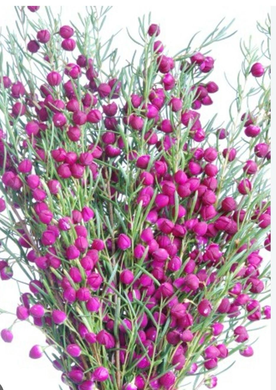 Boronia Plum Bell 3.5 L Pot