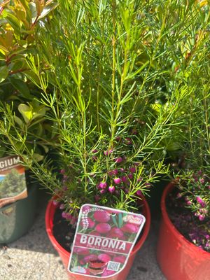 Boronia Plum Bell 4 L Pot
