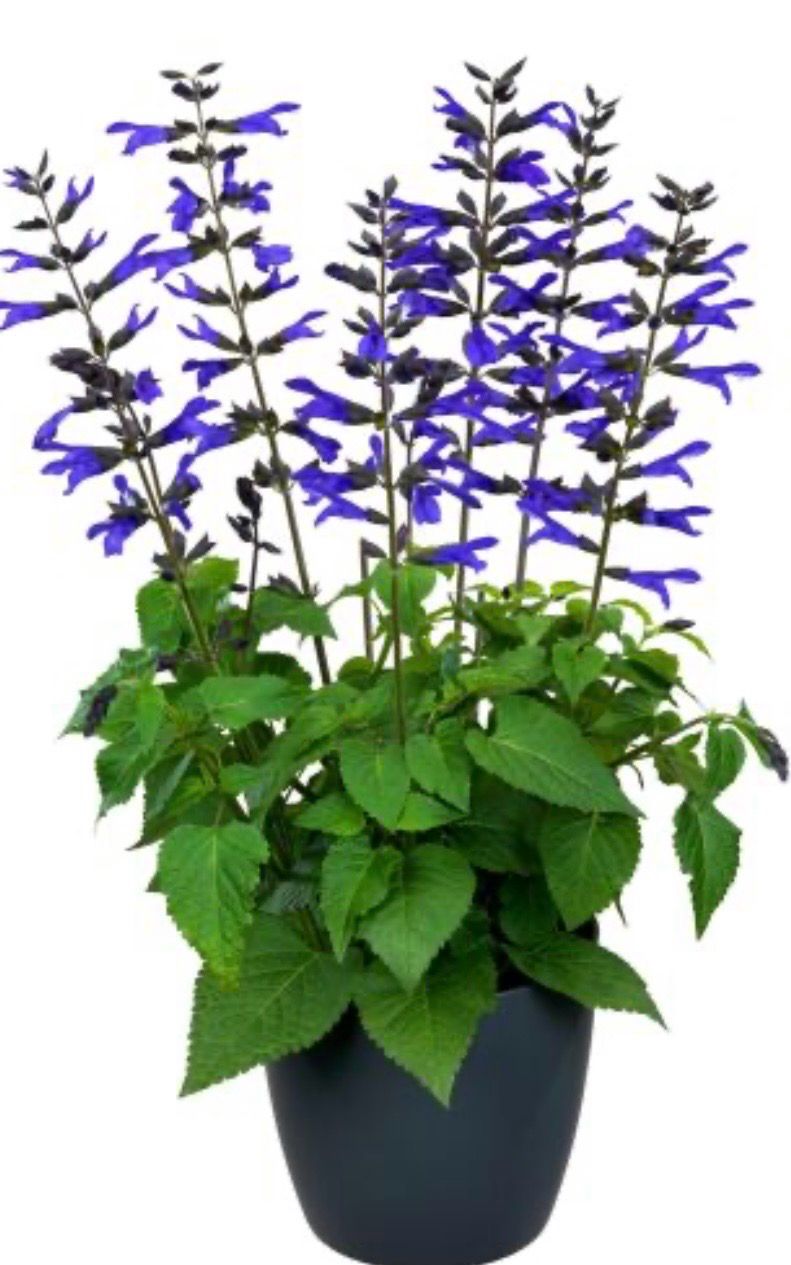 Salvia Lake Blueberry 1.4 L Pot