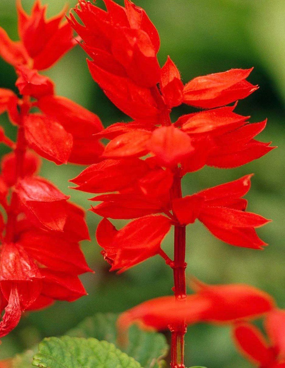 Salvia Roman Red 1.4 L Pot