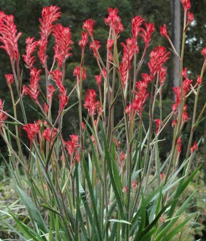 Kangaroo Paw Bush Chrystal 1.4 L Pot
