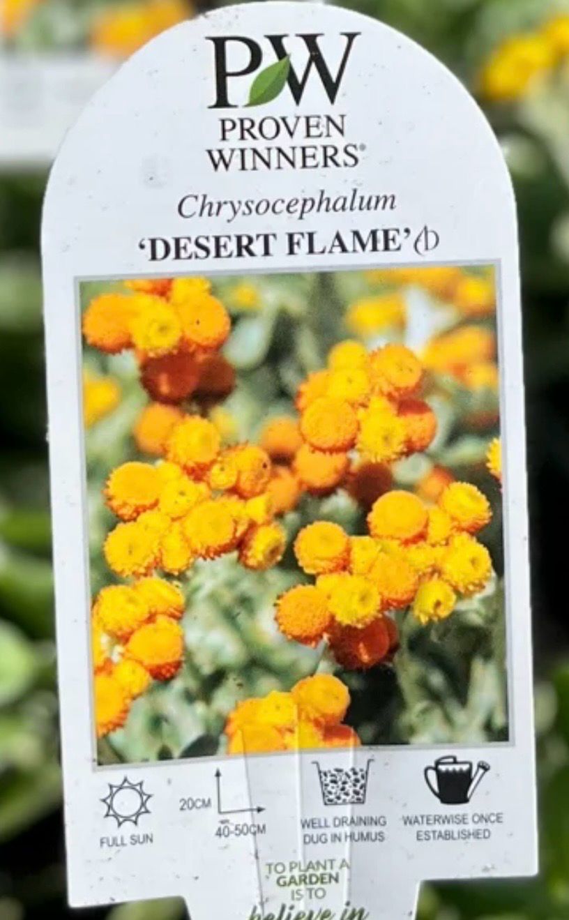 Chrysocephalum Desert Flame 1.4 L Pot