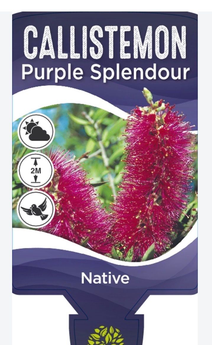 Callistemon Purple Splendour 1.4 L Pot