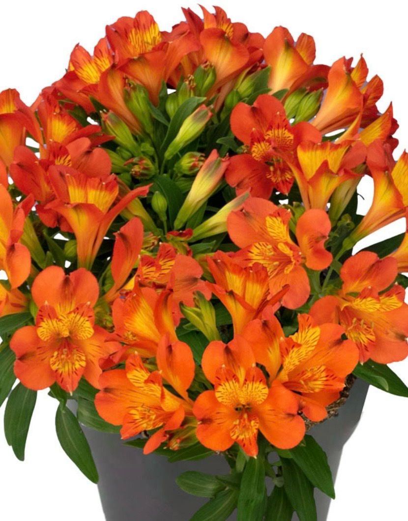 Alstromeria Inca Holland 3.5 L Pot