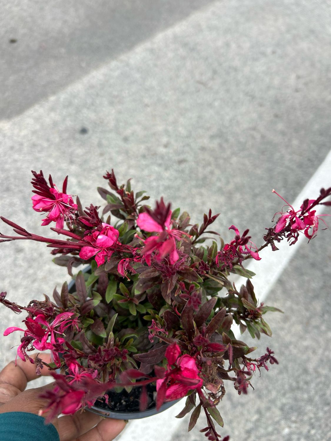 Gaura Pixi Pink 1.4 L Pot
