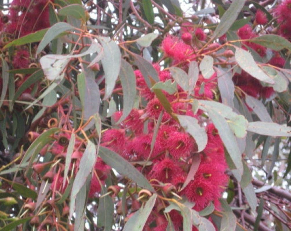 Eucalyptus Petiolaris 5 L Pot
