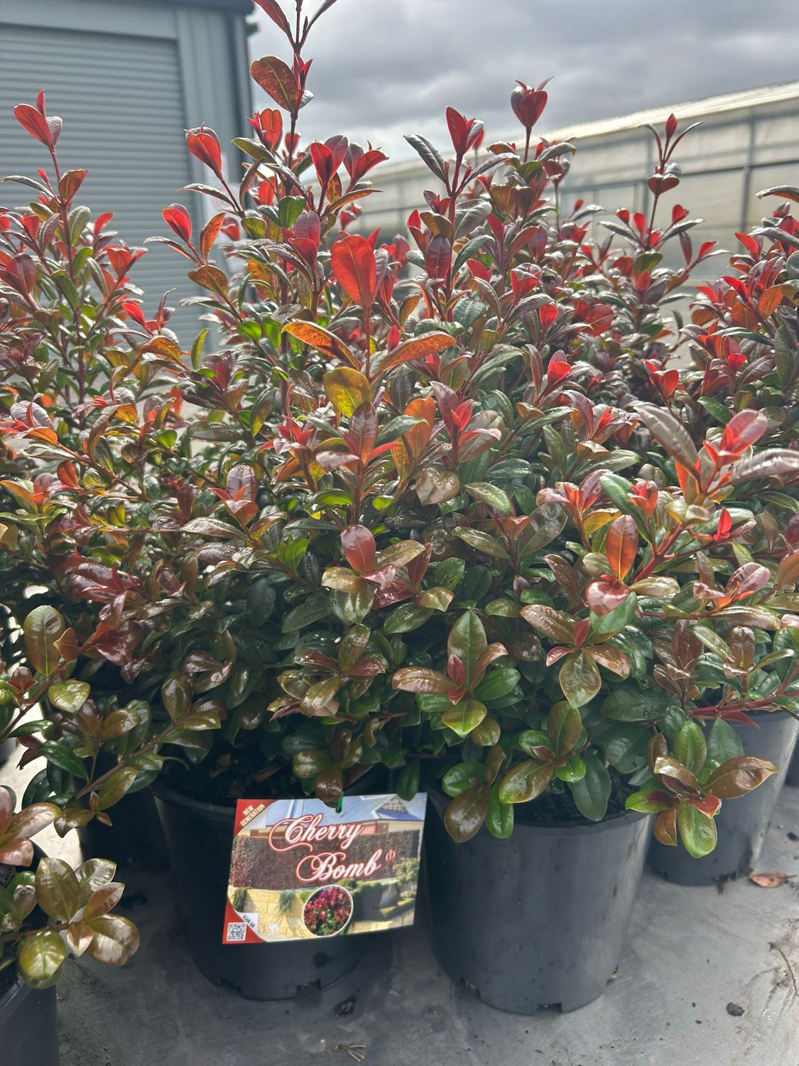 Syzygium Cherry Bomb 4 L Pot