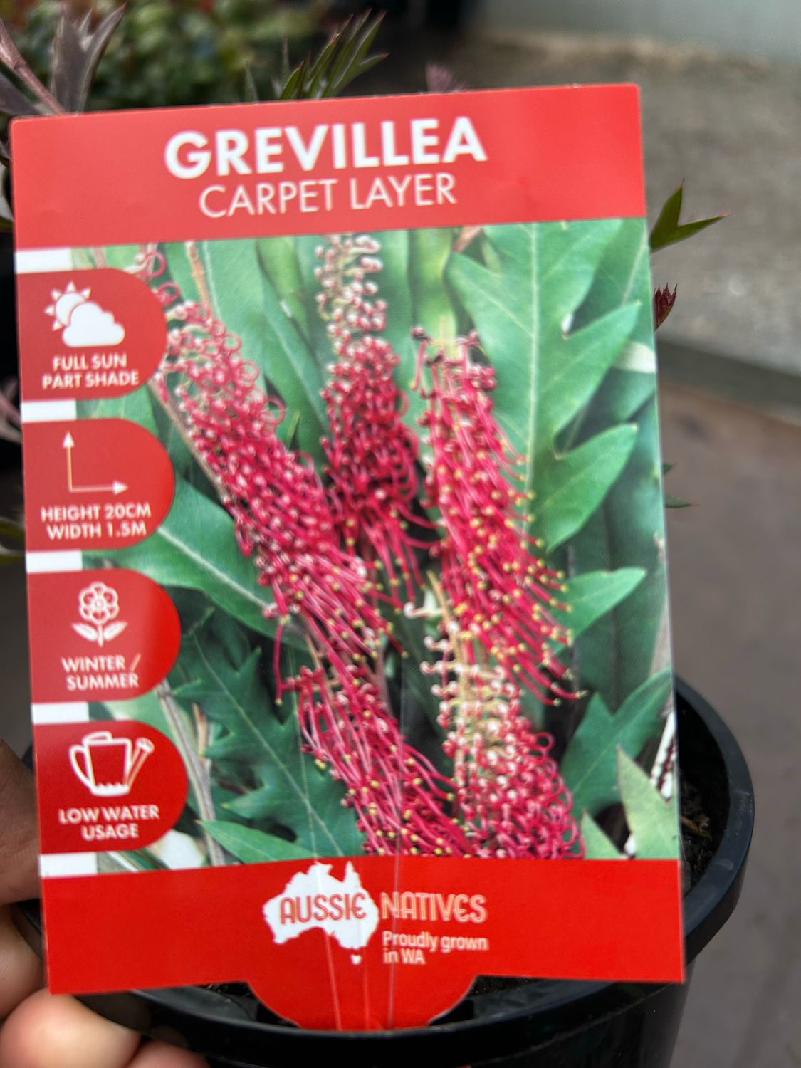 Grevillea Carpet Layer 1.4 L Pot