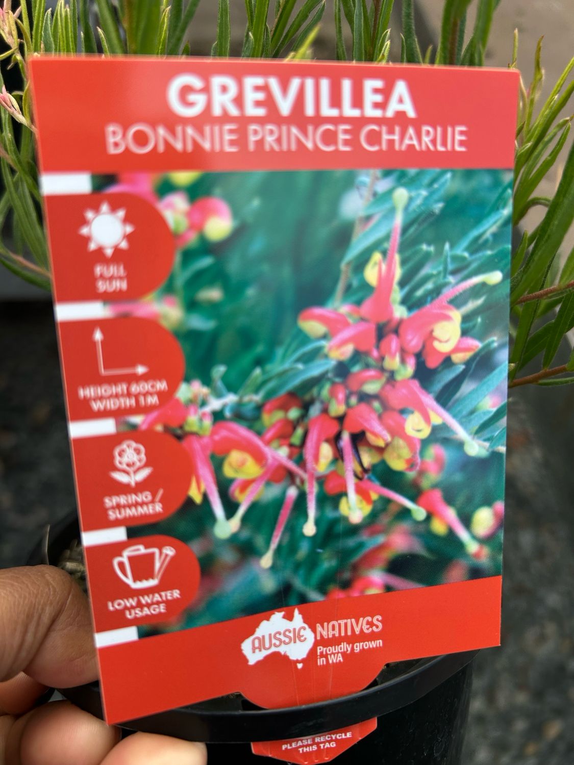 Grevillea Bonnie Prince 1.4 L Pot
