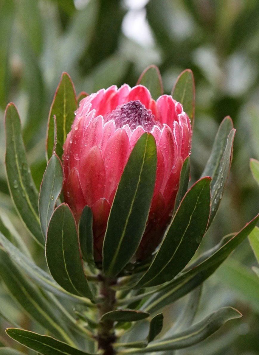 Protea Pink Ice 1.4 L Pot