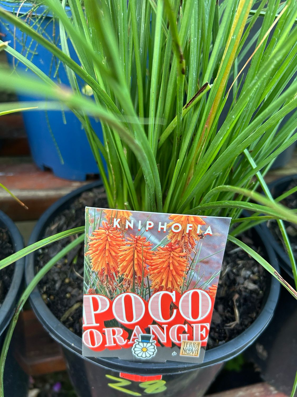 Kniphofia Orange 5 L Pot