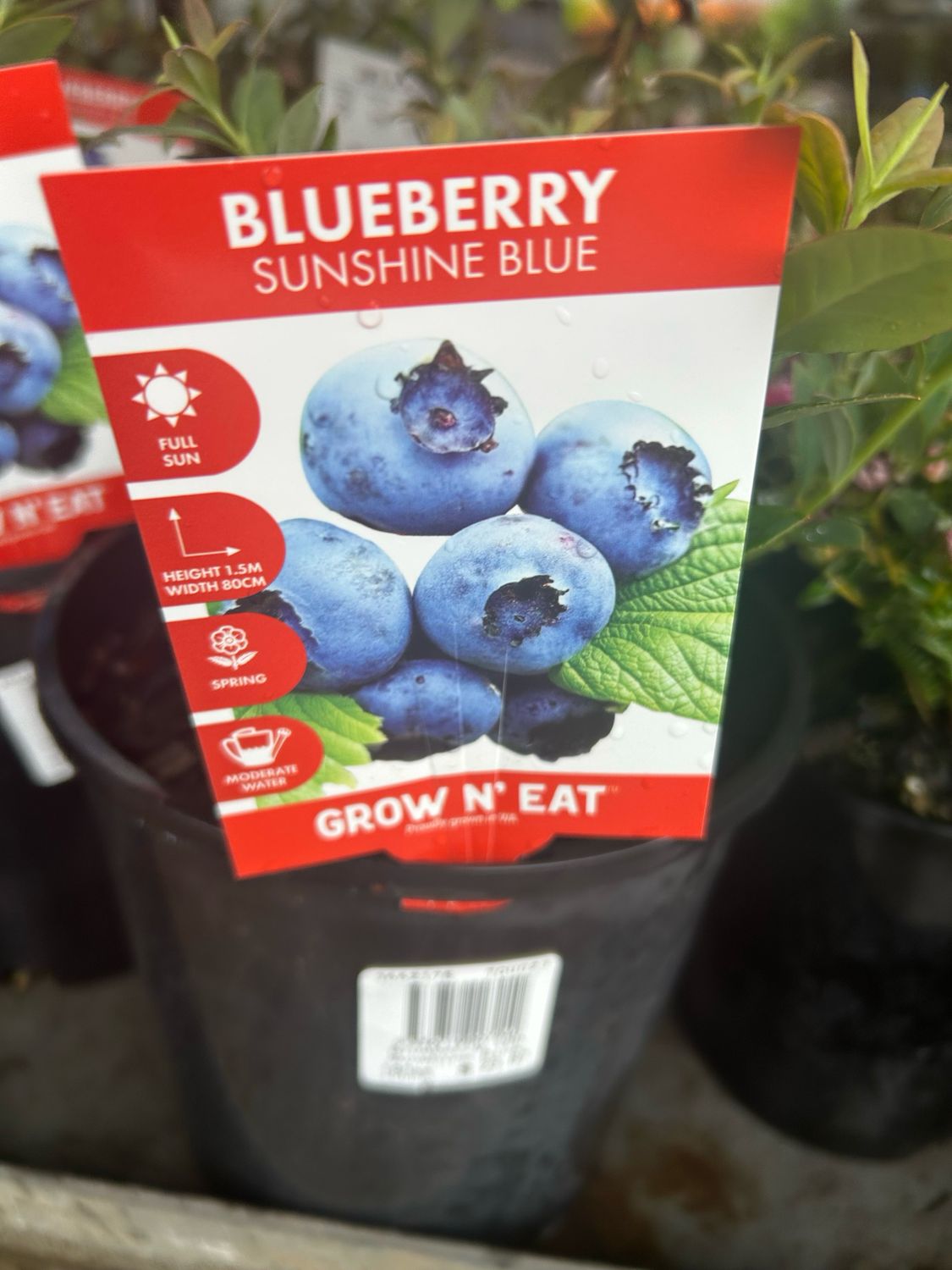 Blueberry Sunshine 4 L Pot