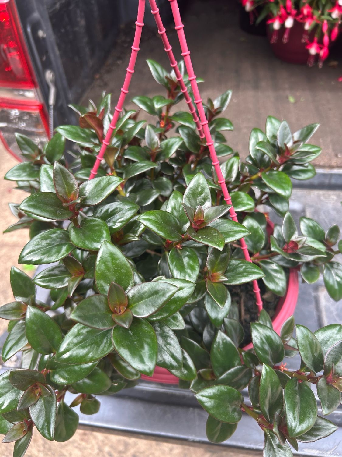 Goldfish Plant 6 L Pot
