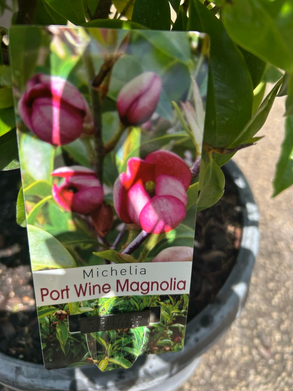 Michelia Figo Port Wine 10 L Pot Size