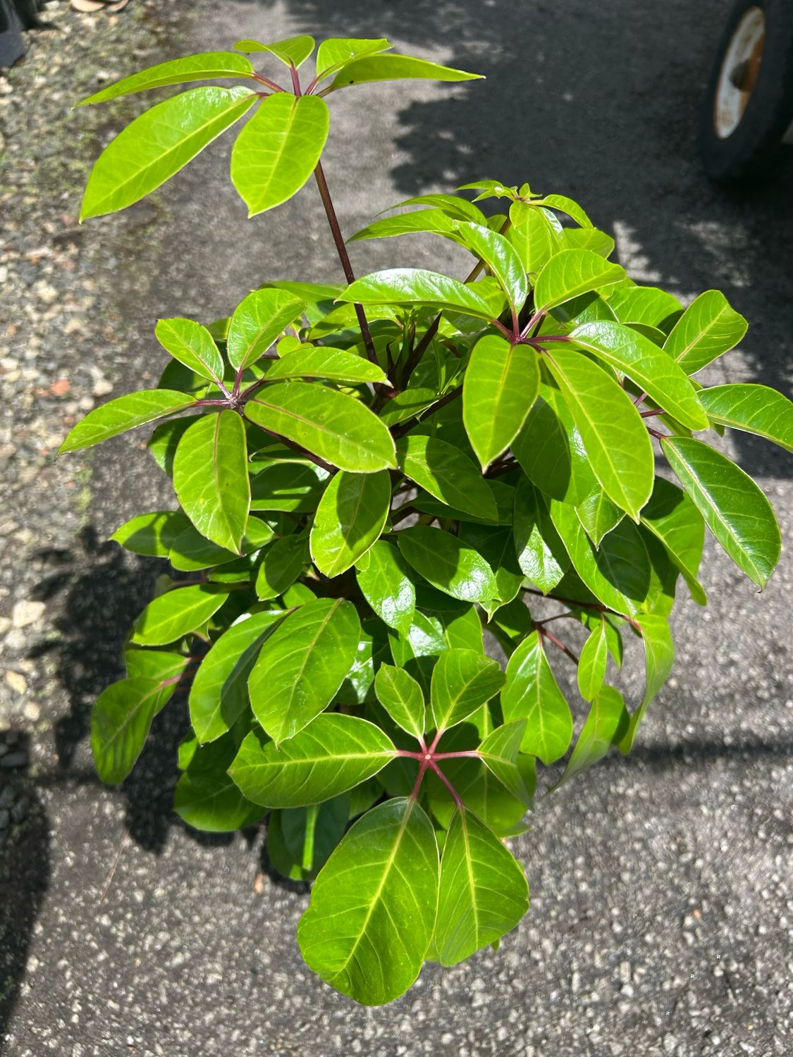 Schefflera Alpine Junior 4 L Pot Size
