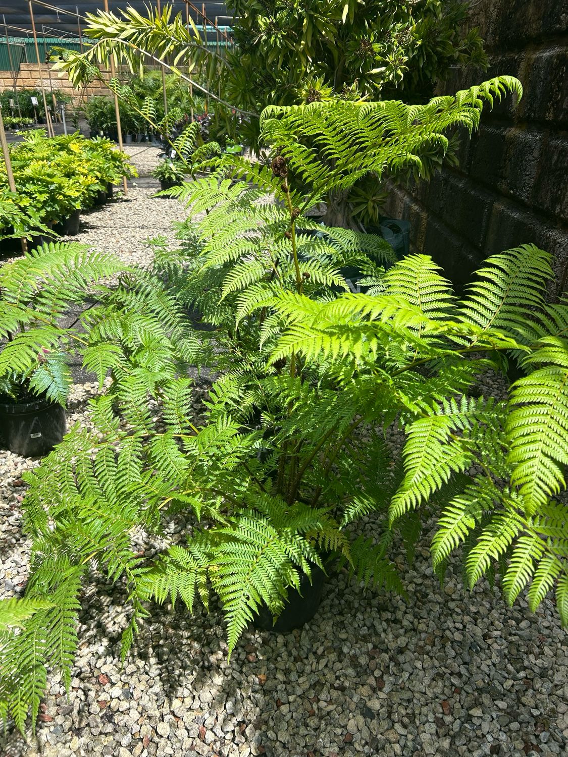 Cyathea Cooperii 10 L Pot Size
