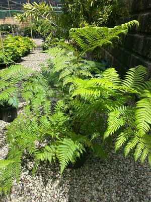 Cyathea Cooperii 10 L Pot Size