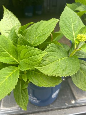 Hydrangea Endless Summer 5 L Pot