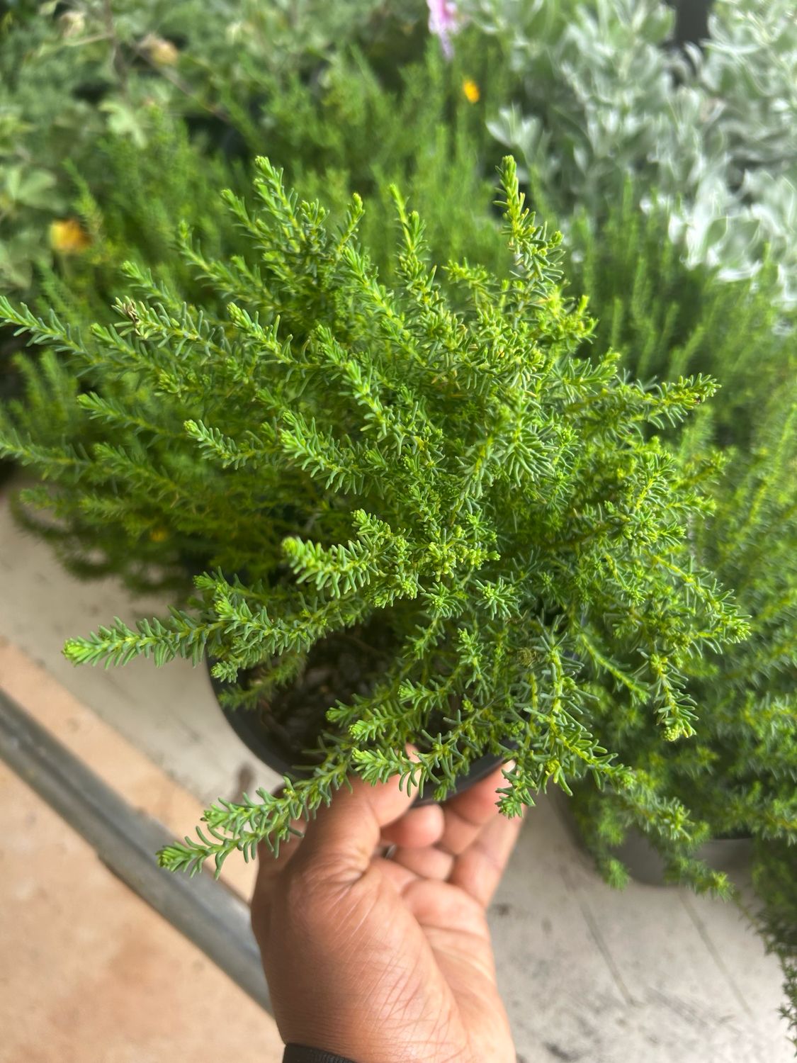 Lechenaultia Formosa Orange 1.4 L Pot